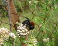 Andrena thoracica